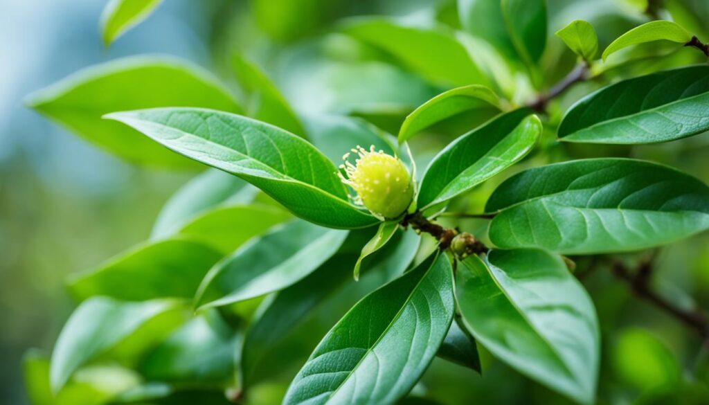 camellia sinensis plant